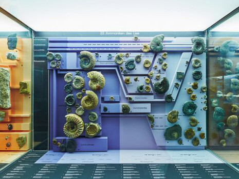 Ammonite & Thunderbolt. Courtesy of Naturhistorisches Museum Basel