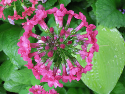 Primula (cultivar)