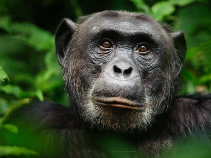 There is a certain ‘numbness’ about the chimpanzee crisis