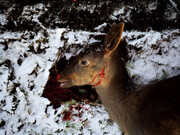 Andy Sewell, "Untitled" from the series Something Like a Nest, 2014