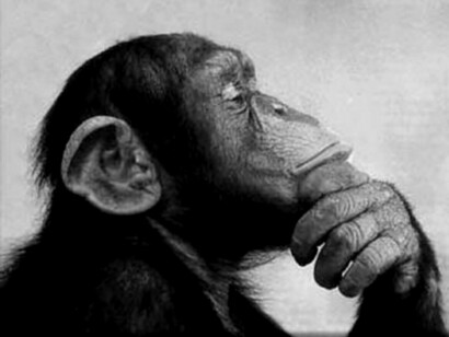 Un mono reflexionando