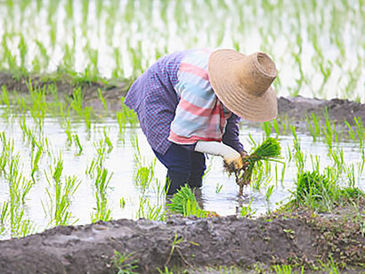 In Southeast Asia's scenic beauty, an industrious Asian farmer cultivates rice, embodying the region's rich agricultural heritage