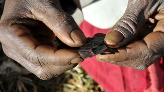 Infibulation. Bien que la pratique des mutilations génitales féminines soit interdite par la loi dans de nombreux pays, il existe une minorité de médecins qui les pratiquent clandestinement