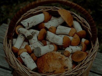 A basket of wild mushrooms after being chosen from the wild