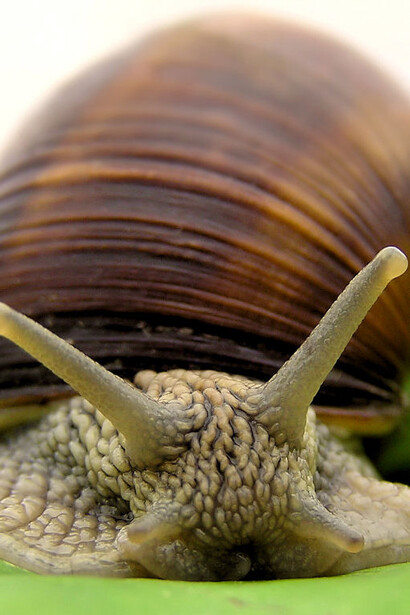 The snail