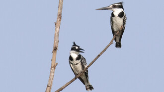 Pied Kingfishers in The Gambia