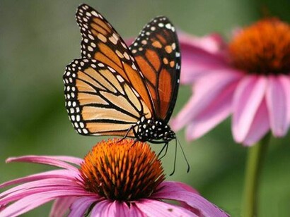 Una farfalla monarca su un'echinacea