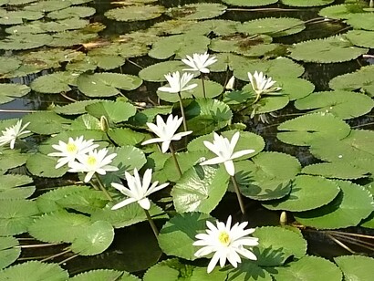 Los consejos de ayurveda: un sistema de medicina tradicional de la India, sirven para mejorar la salud y el bienestar general, tanto físico como mental, Salud y metáfora del caballo muerto 