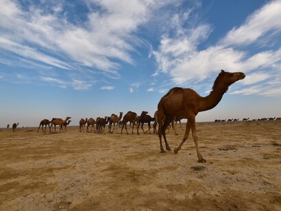 Camel pastoralism in Kachchh, western India - a sustainable way of living @ Ashish Kothari