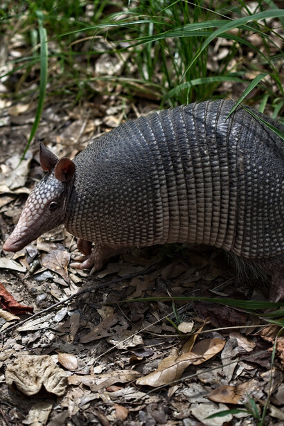 O maior Tatu era o Gliptodonte, animal do tamanho de um Fusca e 1,4 toneladas