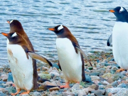 Gentoo penguins - Neko Harbor, Antarctic. J.MacLeod