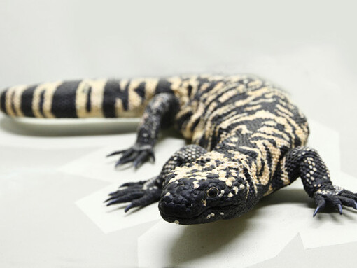 Herpetology, exhibition view. Courtesy of National Museum Bloemfontein