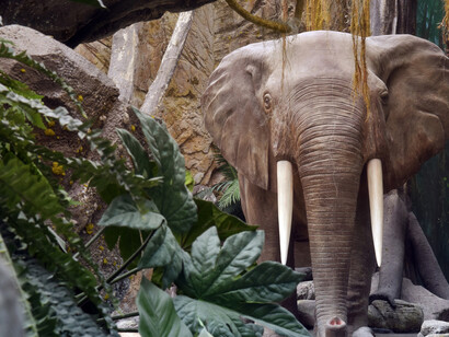 Elefante numa floresta tropical. Fotografia World of Discoveries, 2014 