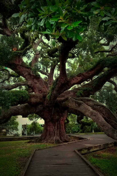 The Treaty Oak in Jacksonville, Florida