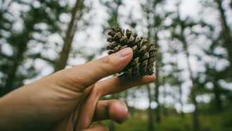 Mano sosteniendo una piña de pino
