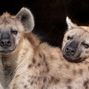 African Mammal Hall. Courtesy of Natural History Museum