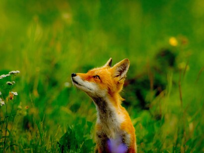 Pensamiento animal