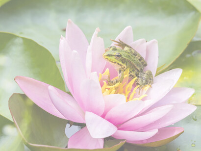 Rana con ninfea. L’acqua si riscalda pian piano. Presto diventa tiepida. La rana la trova piuttosto gradevole e continua a nuotare