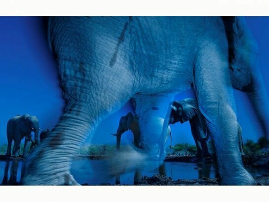 Essence of elephants, Greg du Toit (South Africa), © Greg du Toit/ Wildlife Photographer of the Year