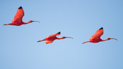 Flamencos rojos en vuelo