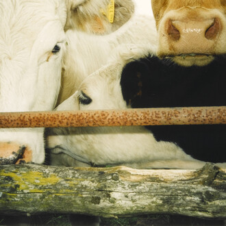 Keith Arnatt, I Wonder Whether Cows Wonder, 2002, Arts Council Collection, Southbank Centre, London © the artist