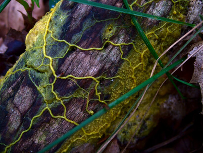 The intricate network of Physarum polycephalum spreads across the wood, showcasing its unique ability to create a vascular system for exploration and foraging