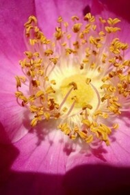 Rosa gallica officinalis