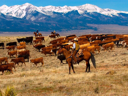 A herd of cows