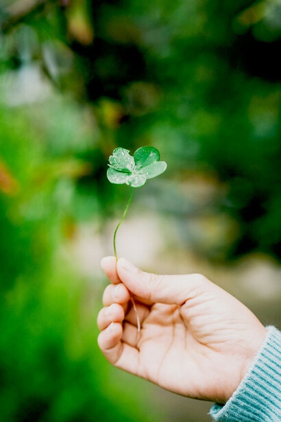 Four-leaf clover