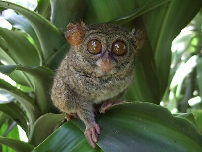 Il famoso Spettro delle foreste di Sulawesi