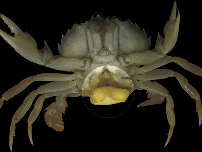 La Sacculina carcini, un parassita che si insedia nel granchio della sabbia