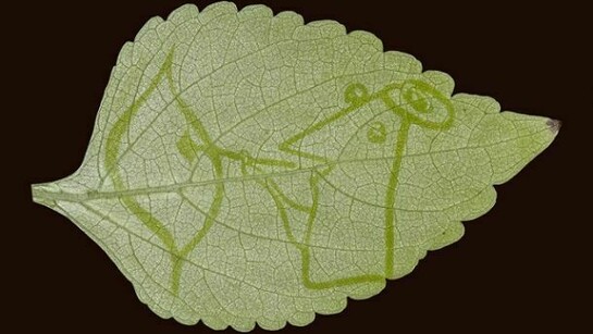 Dolinsky Hangarter Leaf