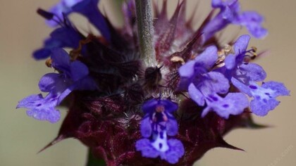 Salvia columbariae