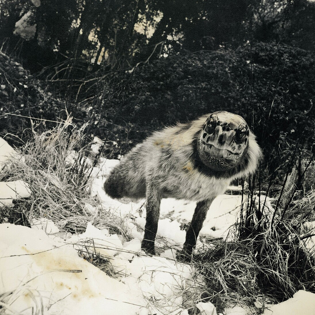 Alopex Stultus from the Fauna series by Joan Fontcuberta and Pere Formiguera, 1987, © Joan Fontcuberta