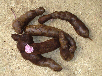 El Perú es el principal centro de origen y conservación de la papa, con más de 3,500 variedades nativas que representan un patrimonio biocultural y una fuente clave para el desarrollo sostenible