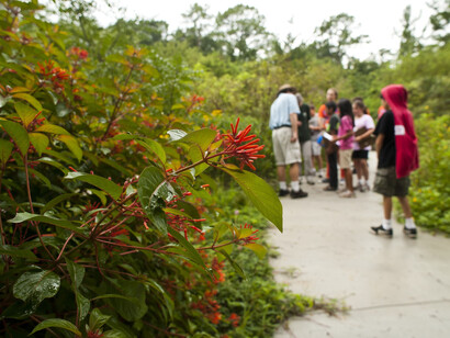Florida Wildflower & Butterfly Garden. Courtesy of Florida Museum of Natural History