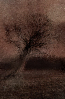 Jacob Gils, Tranekær #3 B:W (detail). Courtesy of In The Gallery