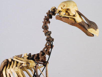 Hall of Biodiversity. Courtesy of American Museum of Natural History