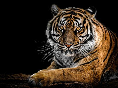 You are “tiger kinged” if you are controlled by someone for personal gain