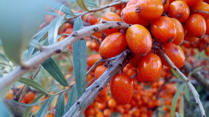 Hippophae rhamnoides