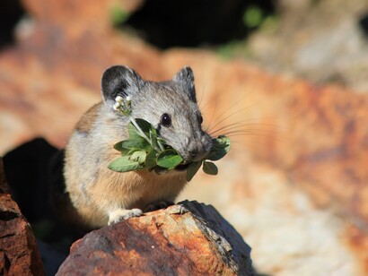 Un piccolo roditore dal pelo grigio e marrone chiaro, con un ciuffo di foglie verdi in bocca: "Ci sono stati dei topi, pochi, che si sono salvati dagli artigli dei falchi..."