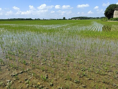 Risaie di Vercelli, Italia