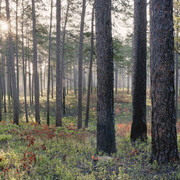 The Pines. Courtesy of Southeast Museum of Photography