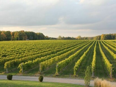 A field planted with vines