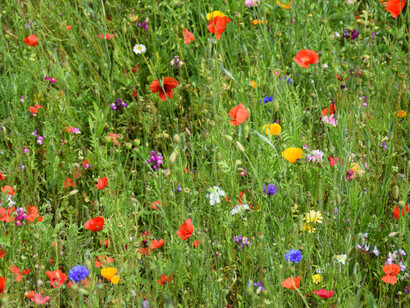 Allí, en ese pequeño trozo de tierra, espacio de un paraje inhóspito, quijotesco, pero lleno de fuerza y encanto rural, me debato entre el ser y la nada