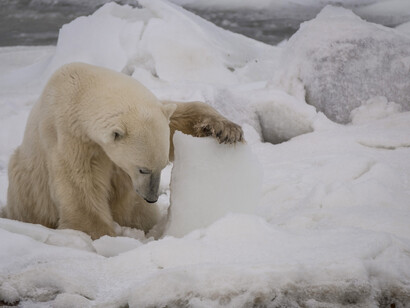 Avvistamento di orso polare a Churchill, Manitoba