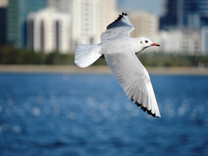 Seagull