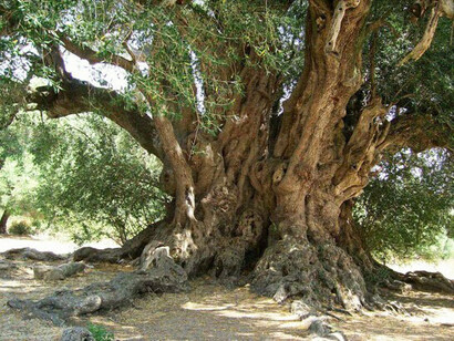 Las plantas representan aproximadamente el 85 % de la biomasa terrestre, mientras que los animales constituyen una pequeña fracción, equivalente a apenas el 0,3 %. "El patriarca de Luras", región de Gallura, Cerdeña. Italia