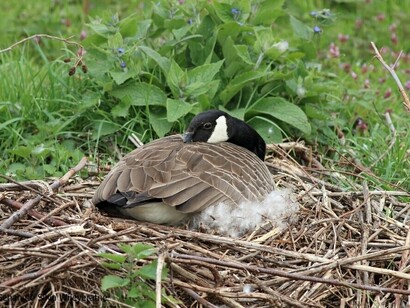 Bird watching in london
