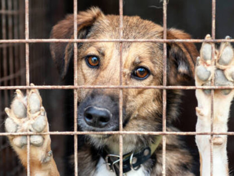 A lone dog in an animal shelter, waiting for a new home, with bars separating it from the world, shedding light on the issues of homelessness and animal cruelty
